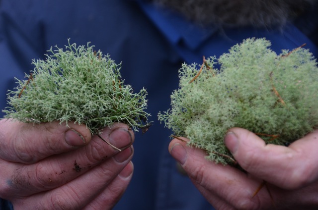 2011 12 A la découverte des lichens 31